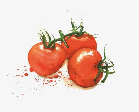 564x457 Watercolor Tomato, Watercolor Clipart, Creative, Red Tomatoes Png - Tomato Watercolor