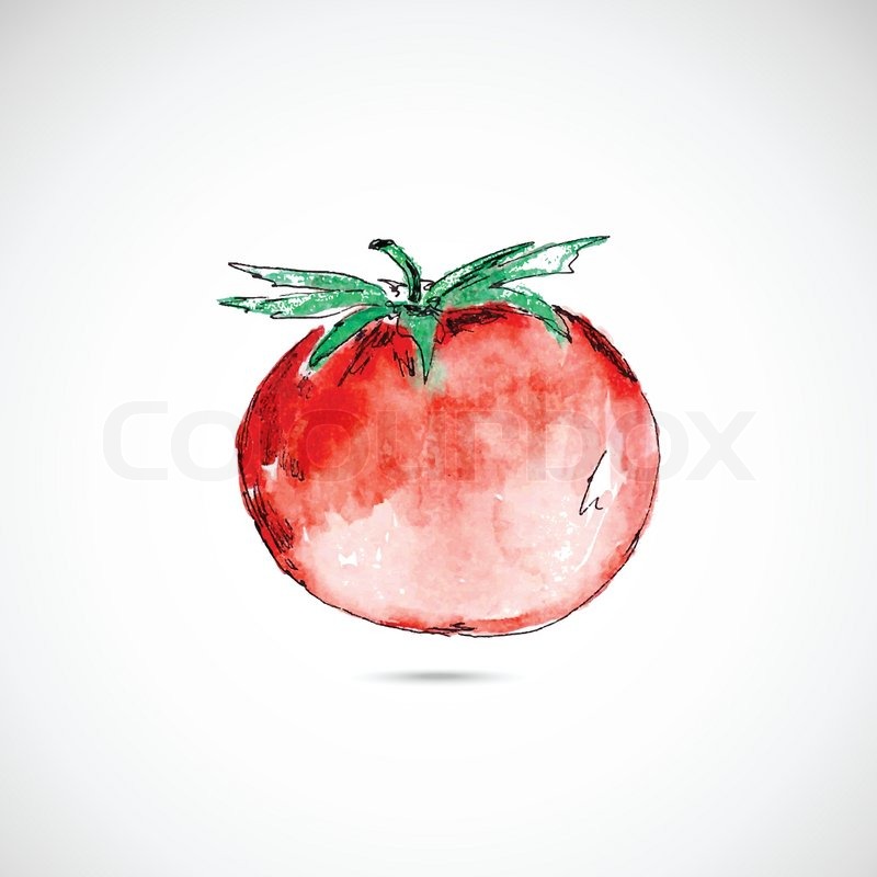 800x800 Watercolor Painted Red Tomato On White Background Stock Vector - Tomato Watercolor