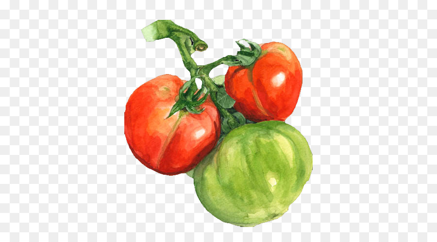 900x500 Watercolor Painting Tomato - Tomato Watercolor