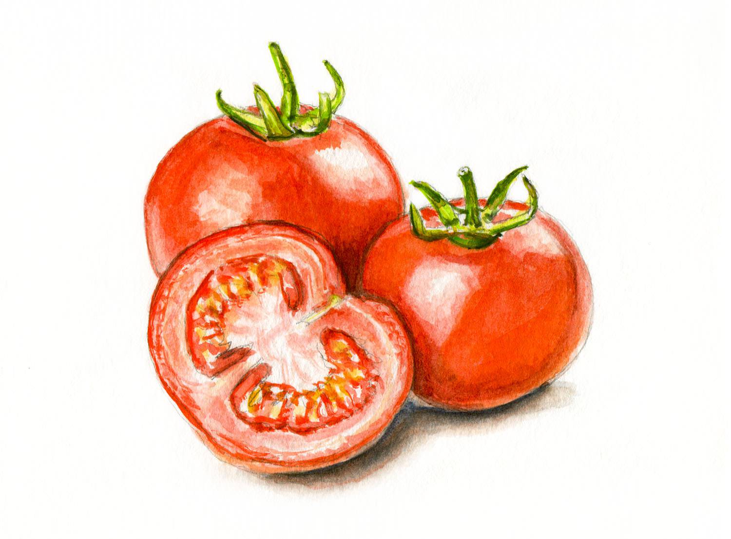 1500x1107 ~ Finding Fresh Tomatoes - Tomato Watercolor