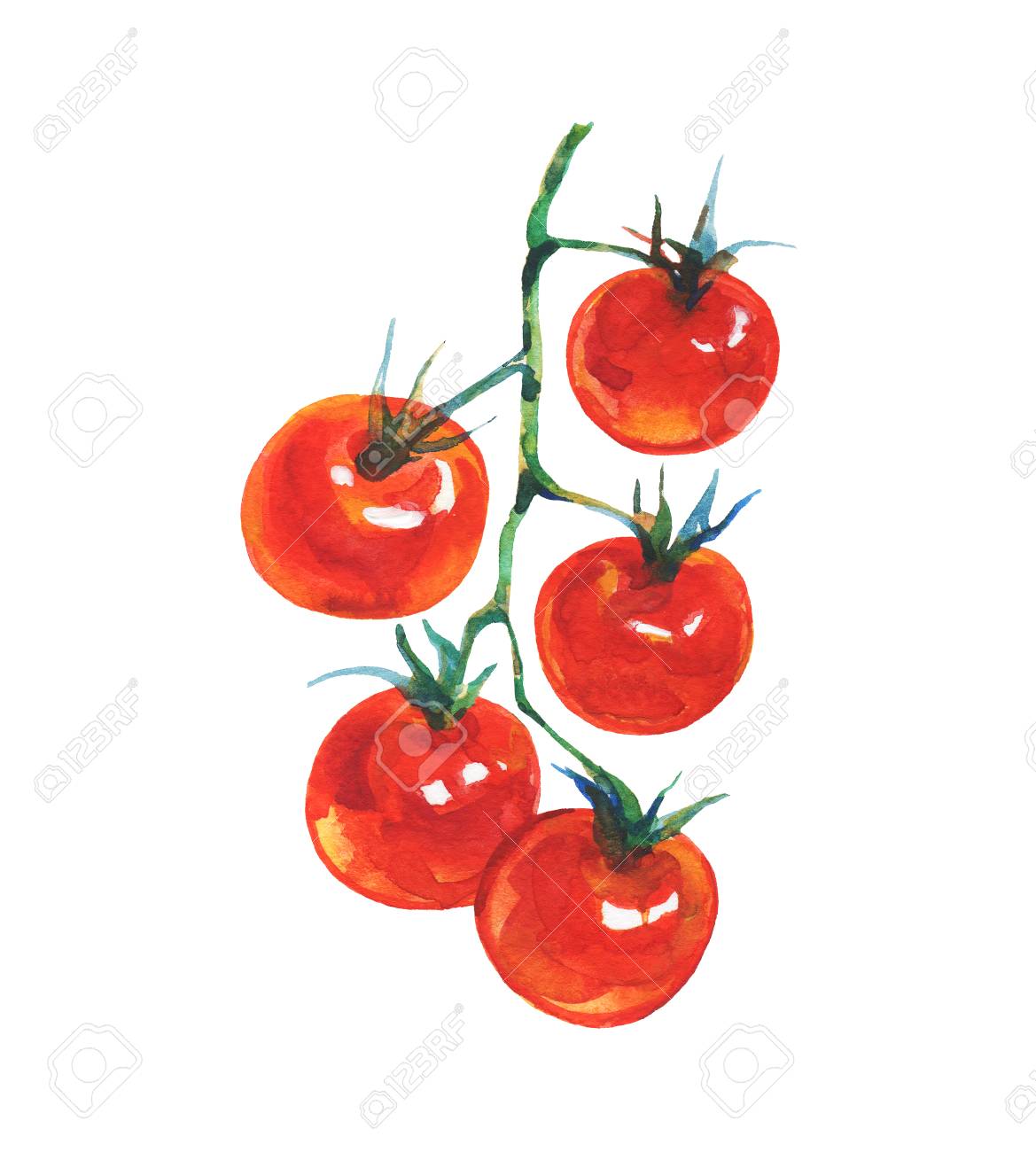 1169x1300 Drawn Tomato Watercolor - Tomato Watercolor