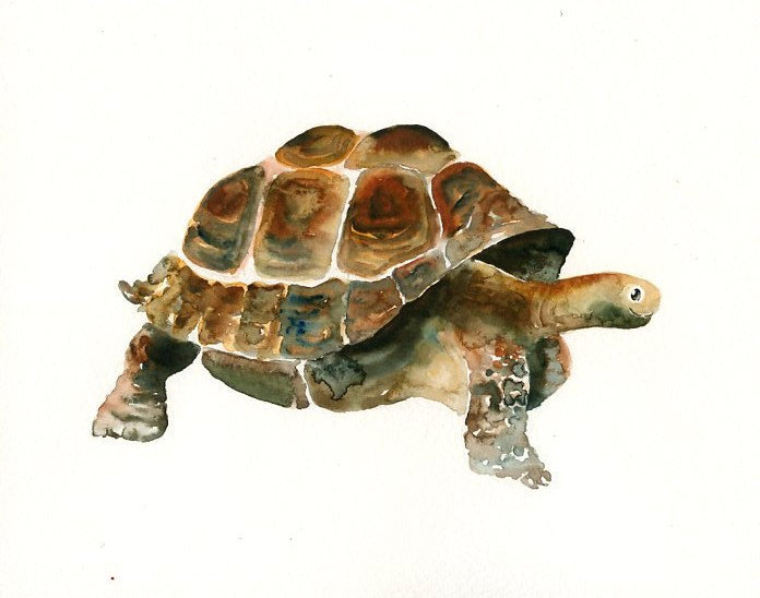 Tortoise Watercolor at PaintingValley.com | Explore collection of ...