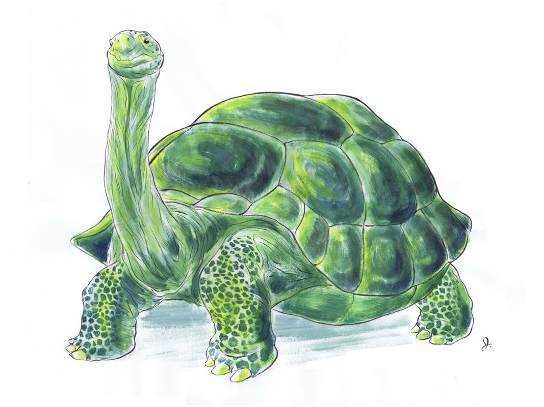 1067x800 Jed Alexander Tortoise Painting - Tortoise Watercolor