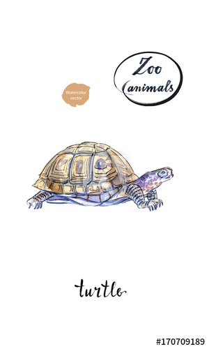 300x500 Land Turtle (Tortoise) In Watercolor - Tortoise Watercolor