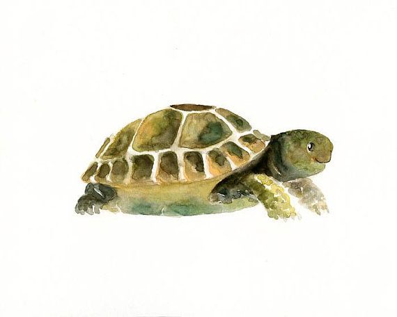 570x456 Tortoise Original Watercolor Painting 10x8inch In 2018 Art - Tortoise Watercolor