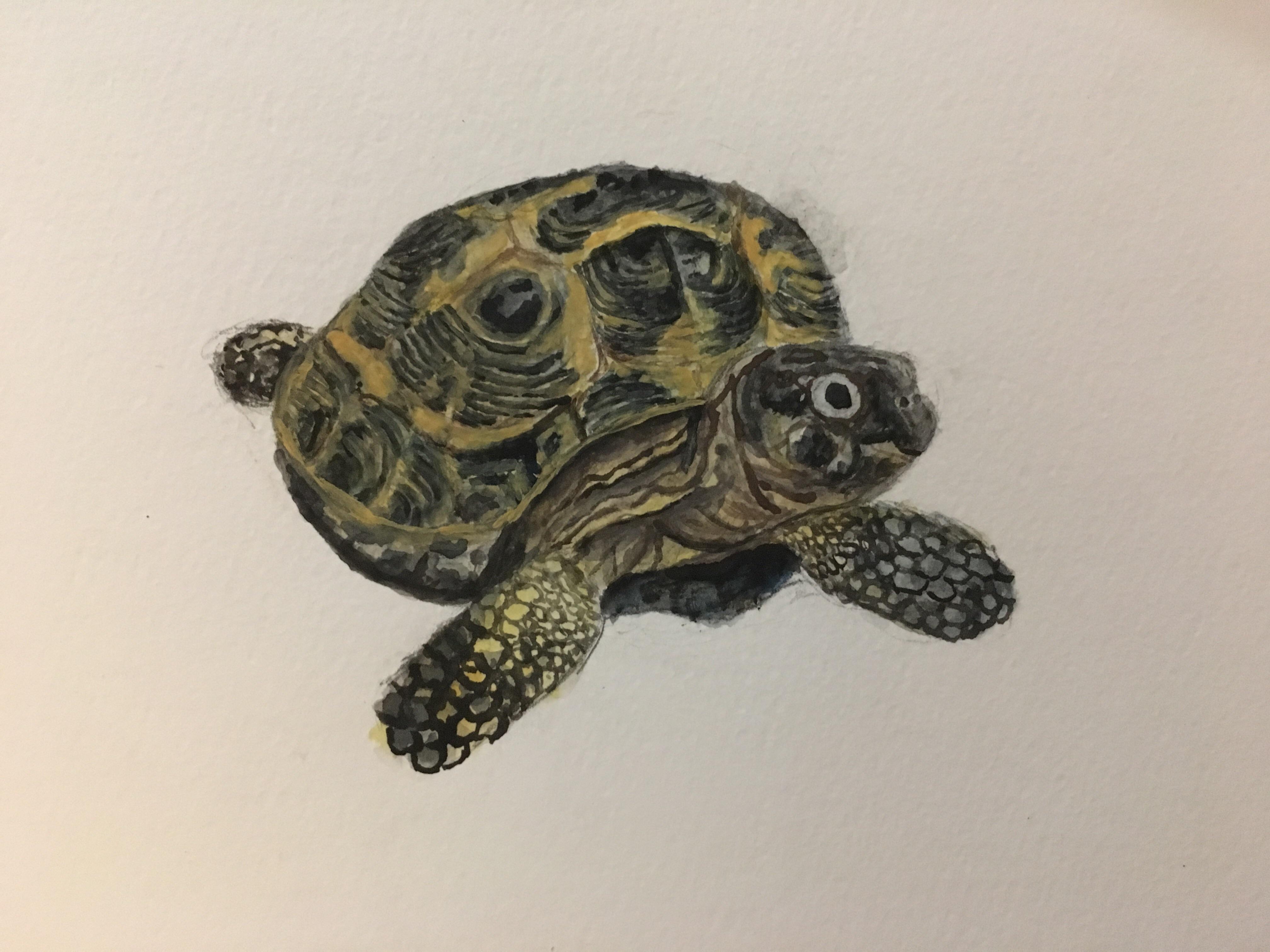 4032x3024 Tortoise On Blank Watercolor, Art - Tortoise Watercolor