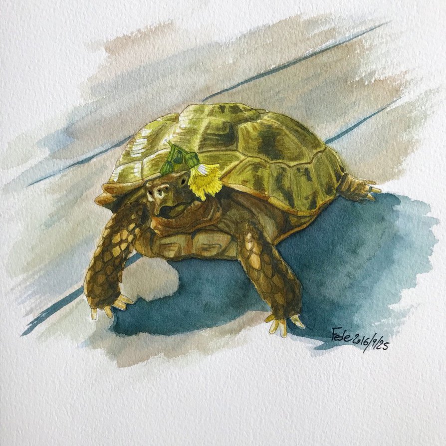 Tortoise Watercolor at PaintingValley.com | Explore collection of ...