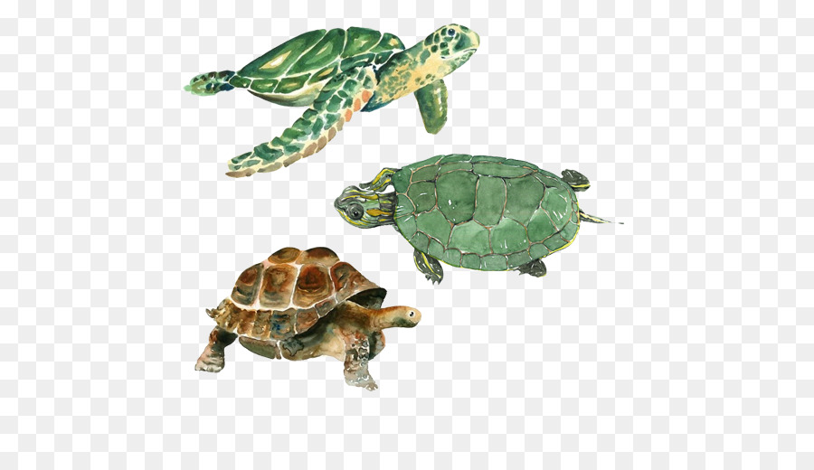 900x520 Turtle Cheloniidae Watercolor Painting Drawing Tortoise - Tortoise Watercolor