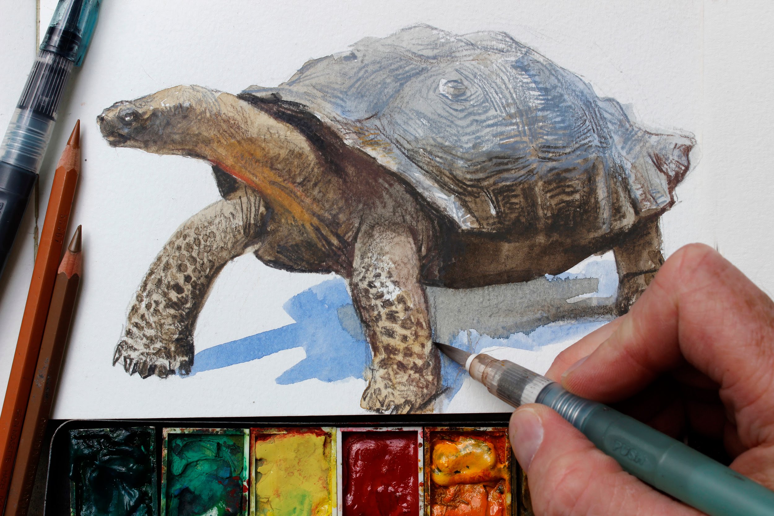 2500x1667 Watercolor + Colored Pencils = Fast, Realistic Textures - Tortoise Watercolor