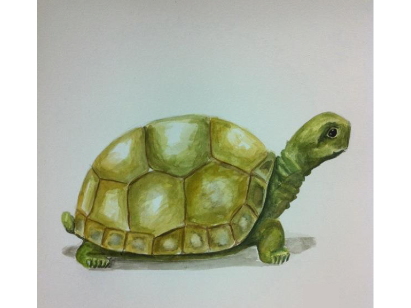 800x600 Watercolor Tortoise By Priyankagodbole - Tortoise Watercolor