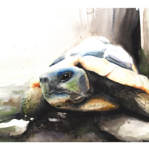 500x500 Tortoise Watercolor Archives Watercolor Animal Paintings - Tortoise Watercolor