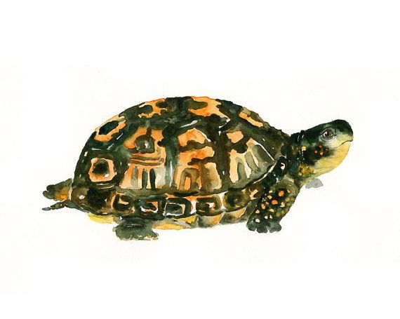 Tortoise Watercolor at PaintingValley.com | Explore collection of ...