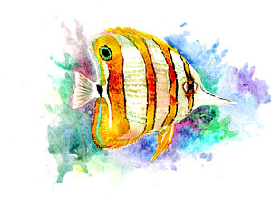 300x240 Tropical Fish Watercolor Paintings - Tropical Fish Watercolor