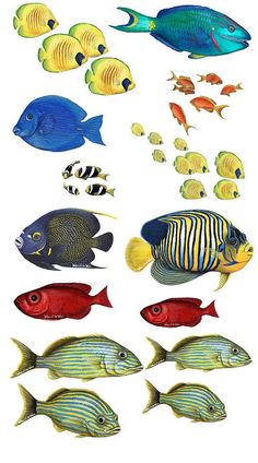 236x424 Under The Sea Tropical Fish Watercolor. A R T ~ - Tropical Fish Watercolor