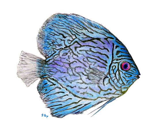 570x456 Blue Tropical Fish Art Tropical Fish Painting Blue Fish Print - Tropical Fish Watercolor