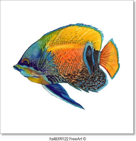 561x581 Free Art Print Of Watercolor Aquatic Underwater Colorful Tropical - Tropical Fish Watercolor