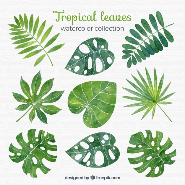 626x626 Tropical Leaves Vectors, Photos And Psd Files Free Download - Tropical Leaves Watercolor