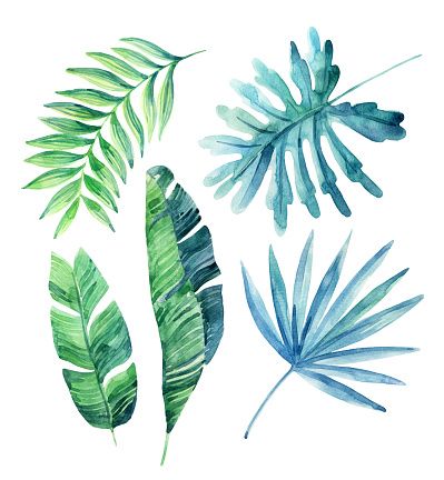 399x432 Watercolor Tropical Leaves Set Illustration Id540723318 - Tropical Leaves Watercolor