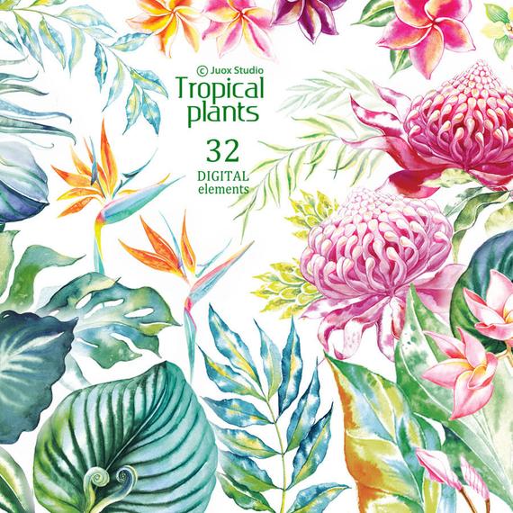 570x570 Tropical Watercolor Flowers Clipart Digital Bouquet Elements Etsy - Tropical Watercolor Flowers