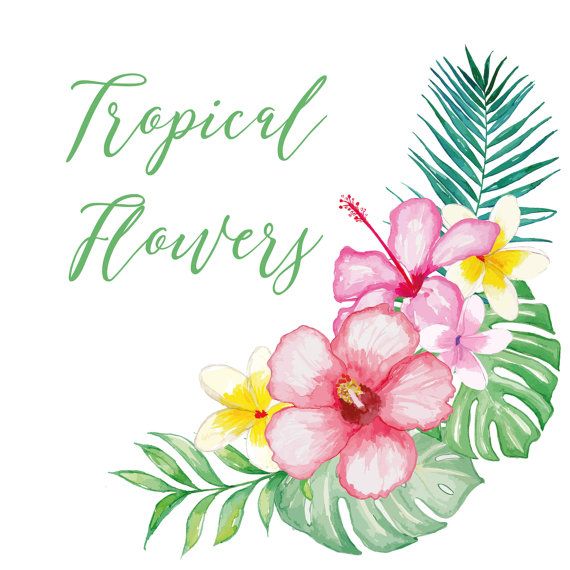 570x570 Collection Of Free Apperil Clipart Flower Head. Download On Ubisafe - Tropical Watercolor Flowers