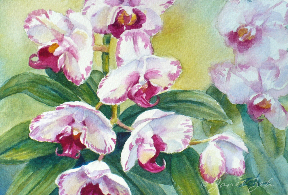 1000x677 Janet Zeh Original Art Watercolor And Oil Paintings Orchid Flower - Tropical Watercolor Paintings