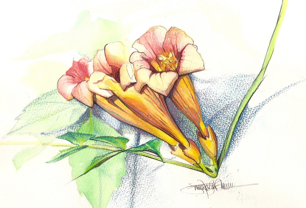 1024x697 Trumpet Trio A Trio Of Trumpet Vine. Watercolor - Trumpet Watercolor