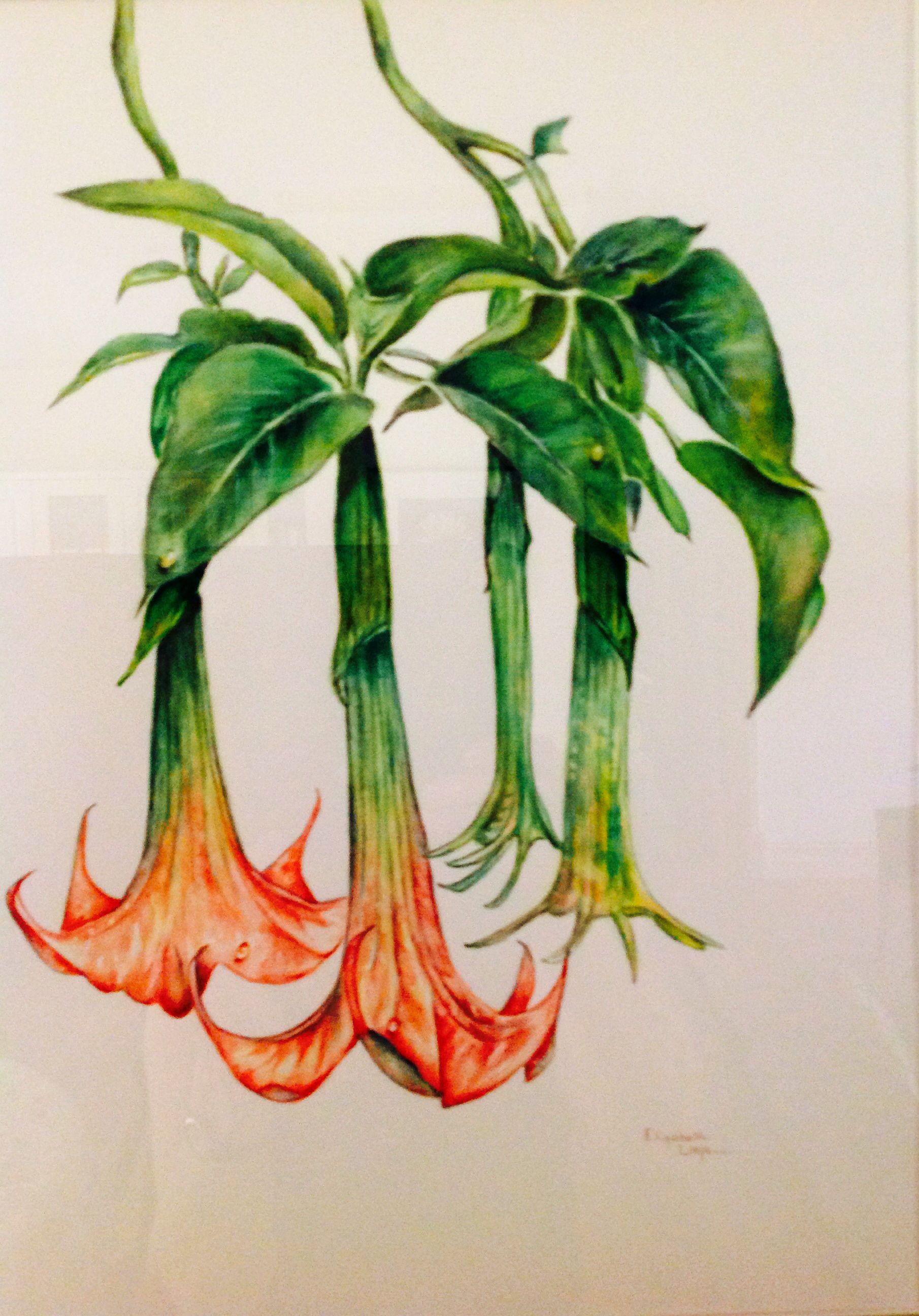 1810x2592 Angels Trumpet, Watercolour By Elizabeth Little Stromy - Trumpet Watercolor