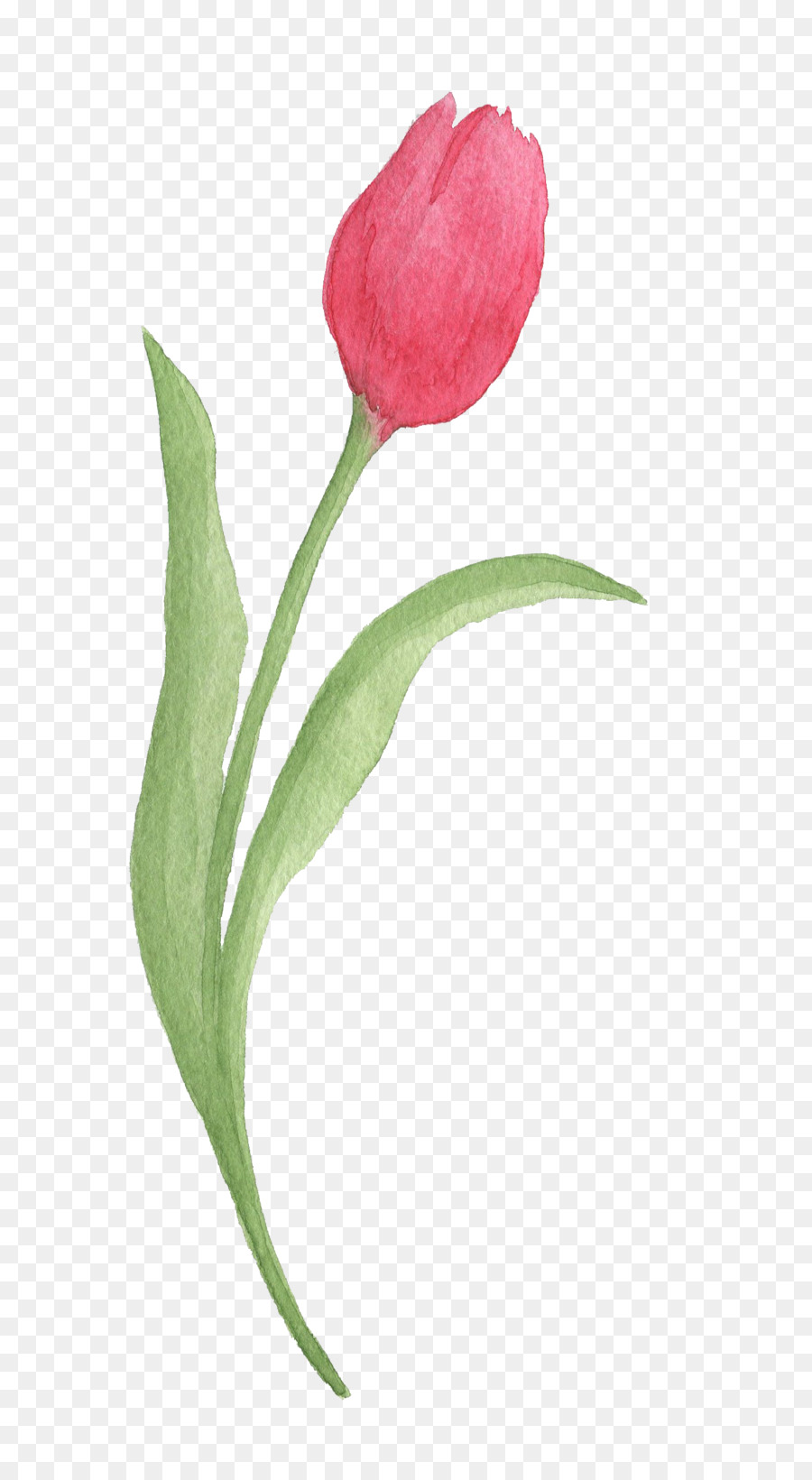900x1640 Tulip Watercolor Painting Download - Tulip Watercolor