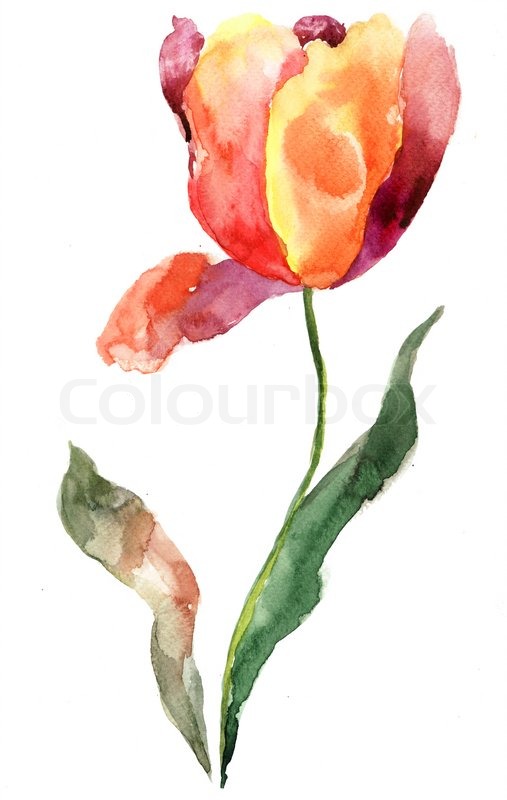 507x800 Watercolor Illustration Of Tulip Flower Stock Photo Colourbox - Tulip Watercolor