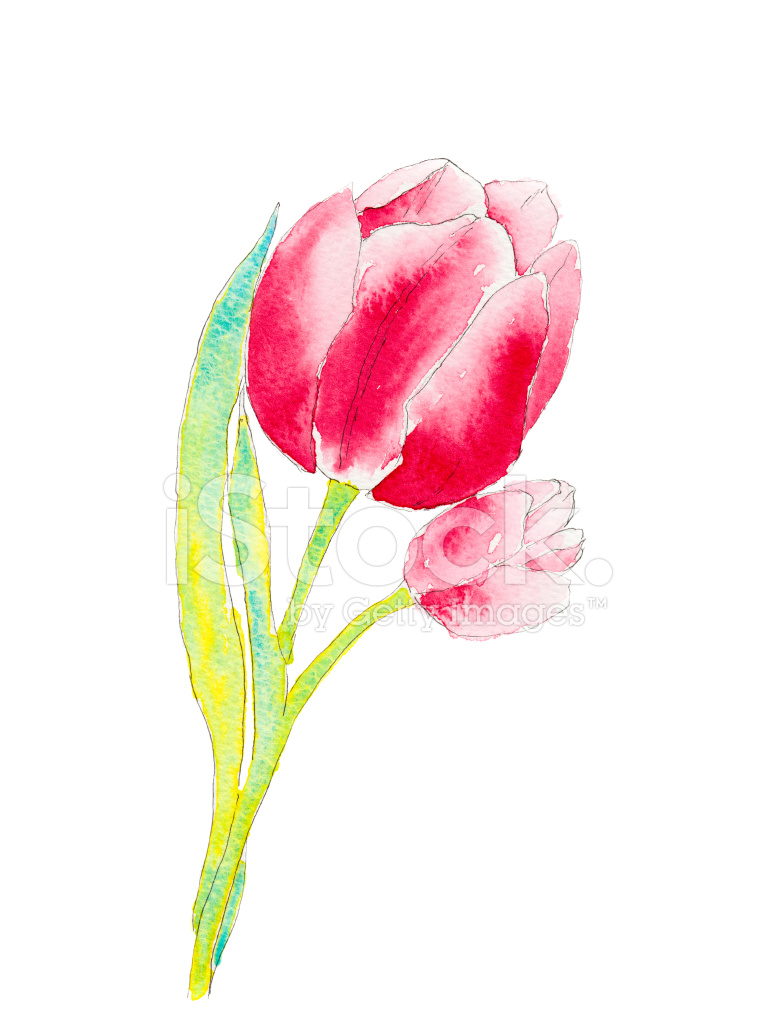 775x1024 Watercolor Of A Tulip Stock Photos - Tulip Watercolor