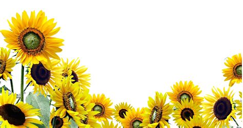 474x250 Tumblr Watercolor Background Sunflower - Tumblr Watercolor Background