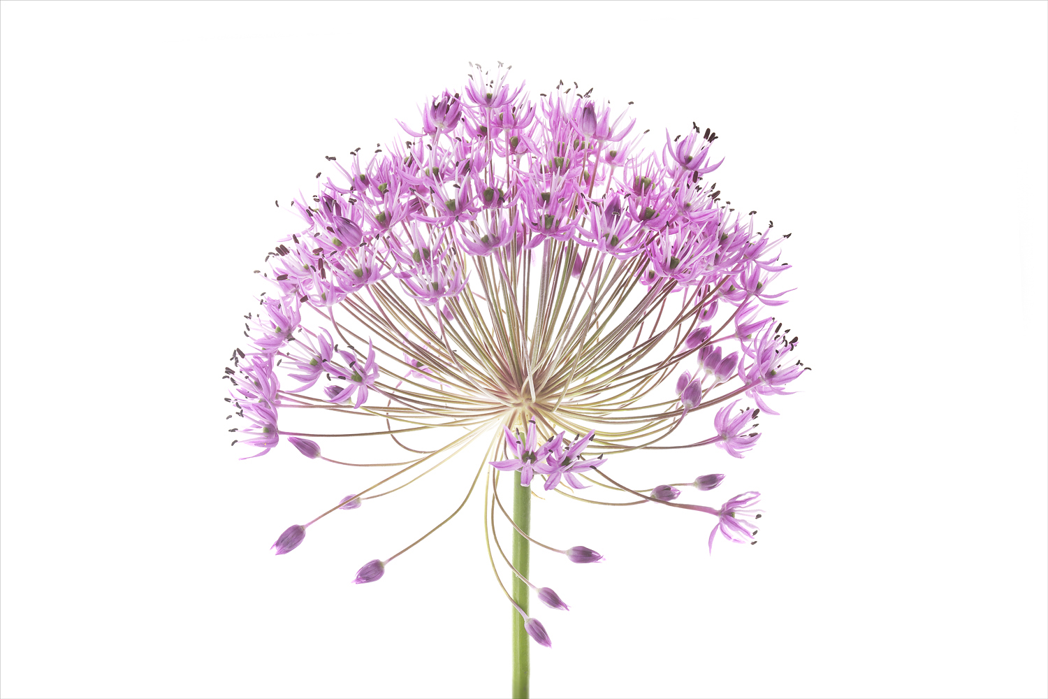 1500x1000 Inspirations Watercolor Flowers With Exhibitions Robert Llewellyn - Tumblr Watercolor Flowers