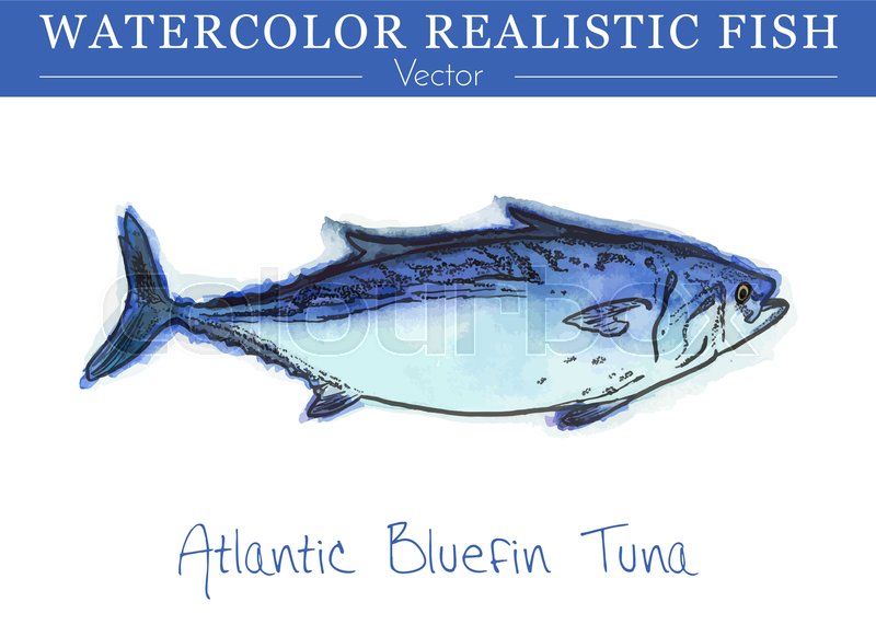 800x571 Hand Painted Watercolor Fish Isolated On White Background - Tuna Watercolor