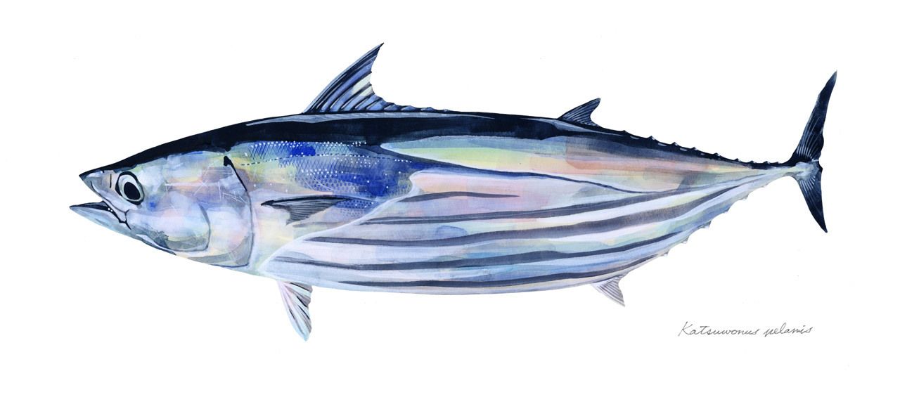 1280x565 Katsuwonus Pelamis Skipjack Tuna Watercolor - Tuna Watercolor