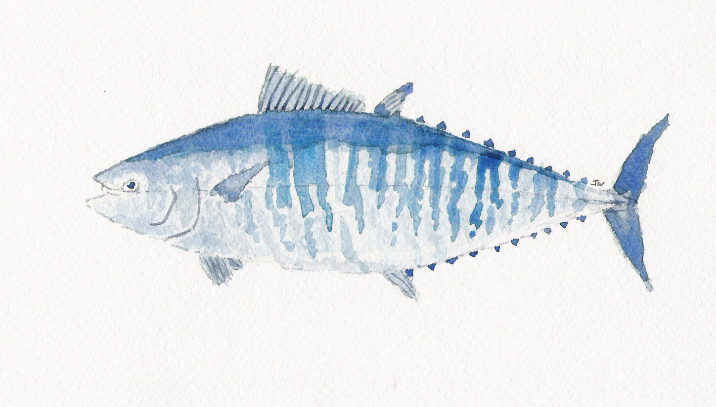 1448x824 Pescadotes Bluefin Tuna - Tuna Watercolor