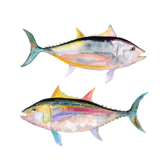 570x570 Pin By Marusia A On Art. Rybki Watercolor Fish, Fish - Tuna Watercolor