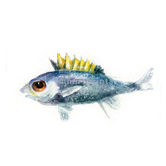 580x580 Sealife Jen Holloway Art - Tuna Watercolor