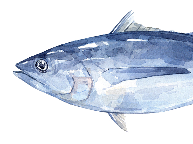 800x600 Tuna Watercolor Painting By David Scheirer - Tuna Watercolor
