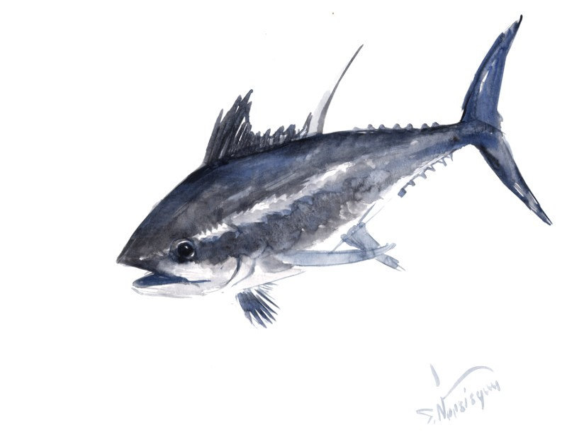 800x617 Watercolor Landcolor Skycolor Tuna Fish Painting, Original - Tuna Watercolor