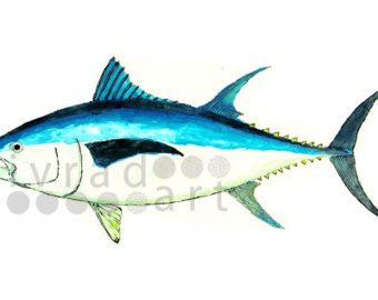 340x270 Watercolor Tuna Etsy - Tuna Watercolor