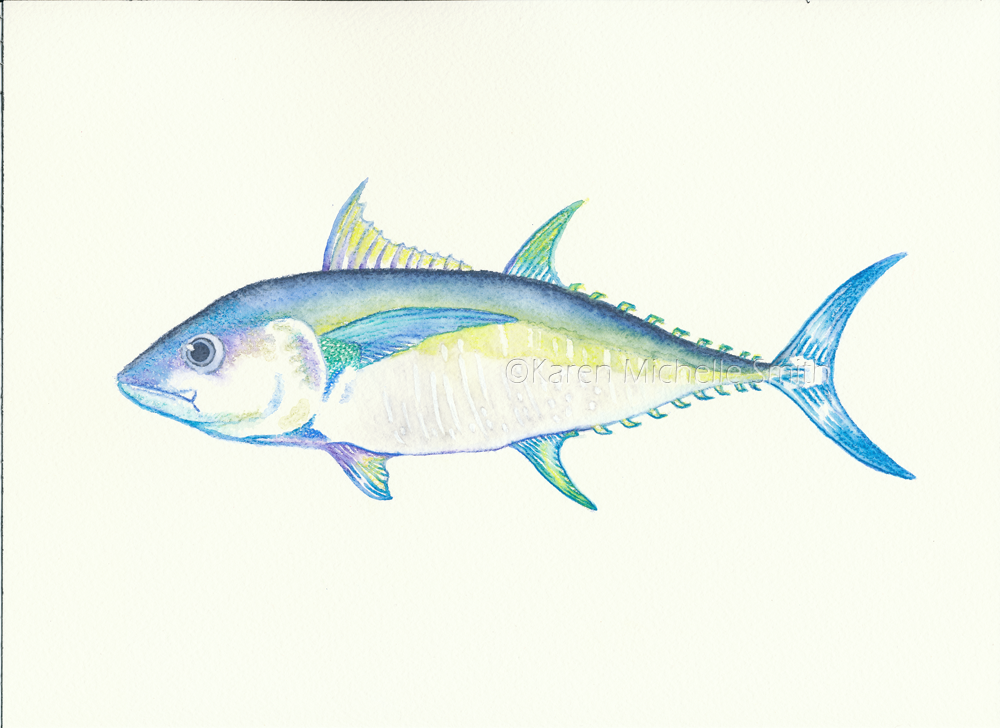 Tuna Watercolor at PaintingValley.com | Explore collection of Tuna ...