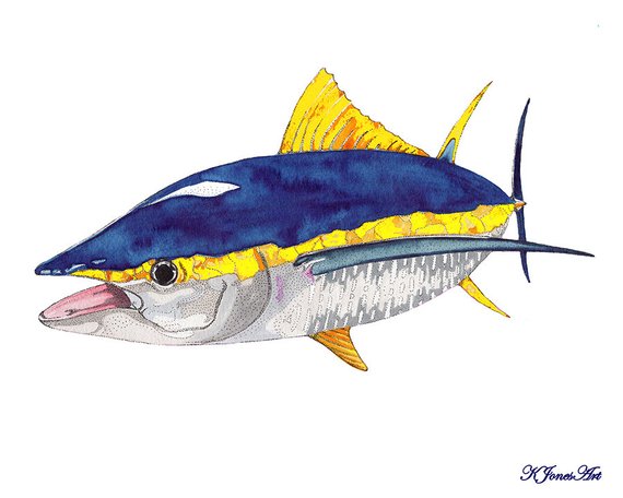 570x456 Yellowfin Tuna Watercolor Print Yellowfin Tuna Painting Etsy - Tuna Watercolor