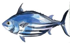 236x160 Tuna Watercolor Painting Tuna Tun Watercolor, Fish - Tuna Watercolor
