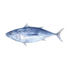 220x220 Tuna Watercolor Painting David Scheirer Watercolors - Tuna Watercolor