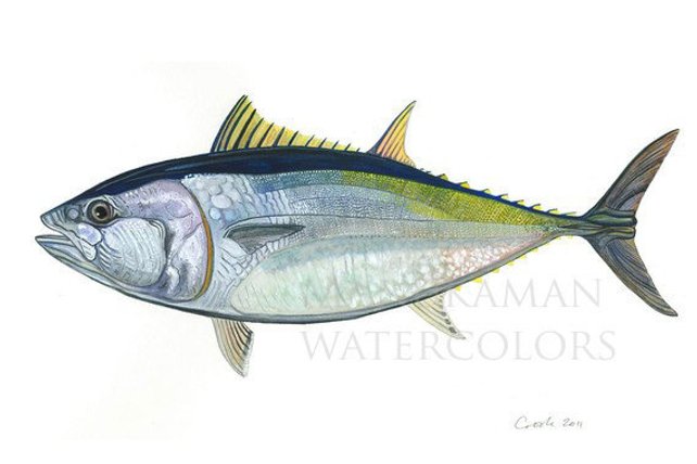 642x428 Bluefin Tuna Watercolor Print By Damon Crook 11 X 14 Etsy - Tuna Watercolor