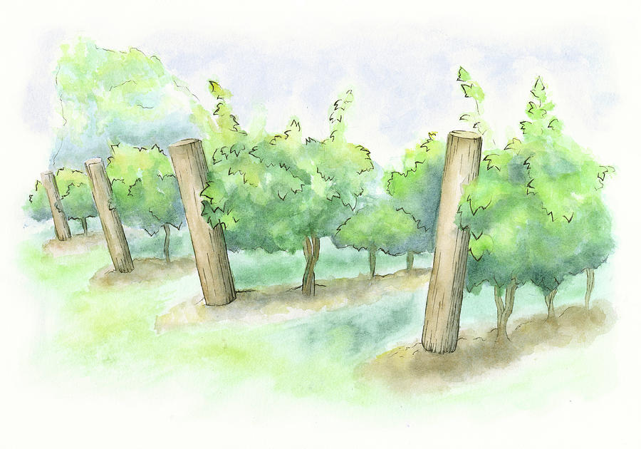 900x630 Watercolor Painting Of A Vineyard Painting By Andrea Hill - Vineyard Watercolor