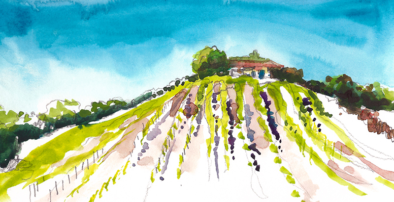 800x412 California Suhita Shirodkar - Vineyard Watercolor