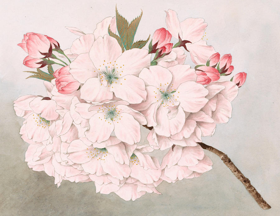 900x694 Mikuruma Gaeshi - Vintage Japanese Watercolor Paintings