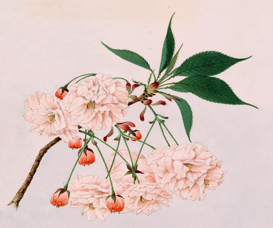 900x751 Fugenzo - Vintage Japanese Watercolor Paintings