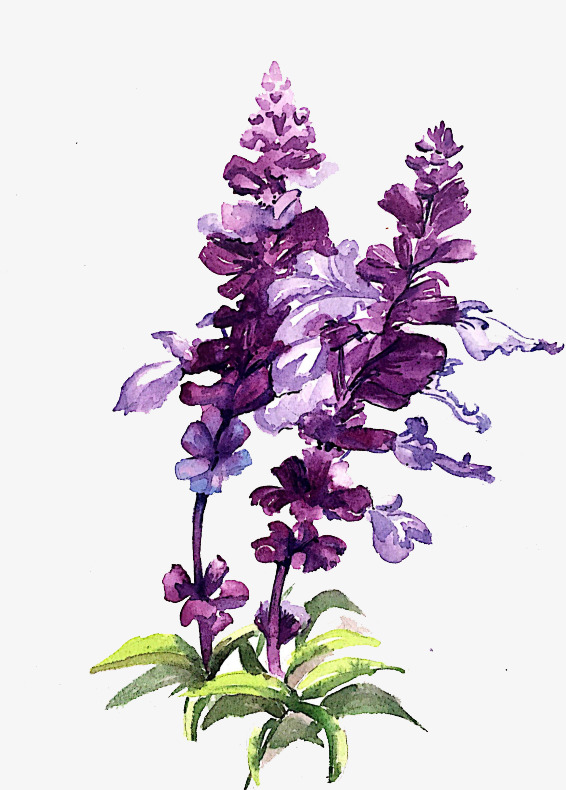 566x790 Watercolor Flowers, Watercolor Clipart, Violet, Flower Png Image - Violet Flower Watercolor